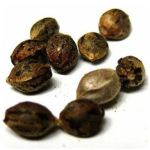 Семена марихуаны АК-47  (Seeds AK-47) в Заволжске